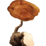 tiger milk mushroom